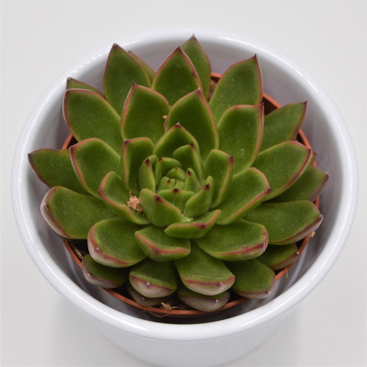 Echeveria Red Tip - 8,5cm
