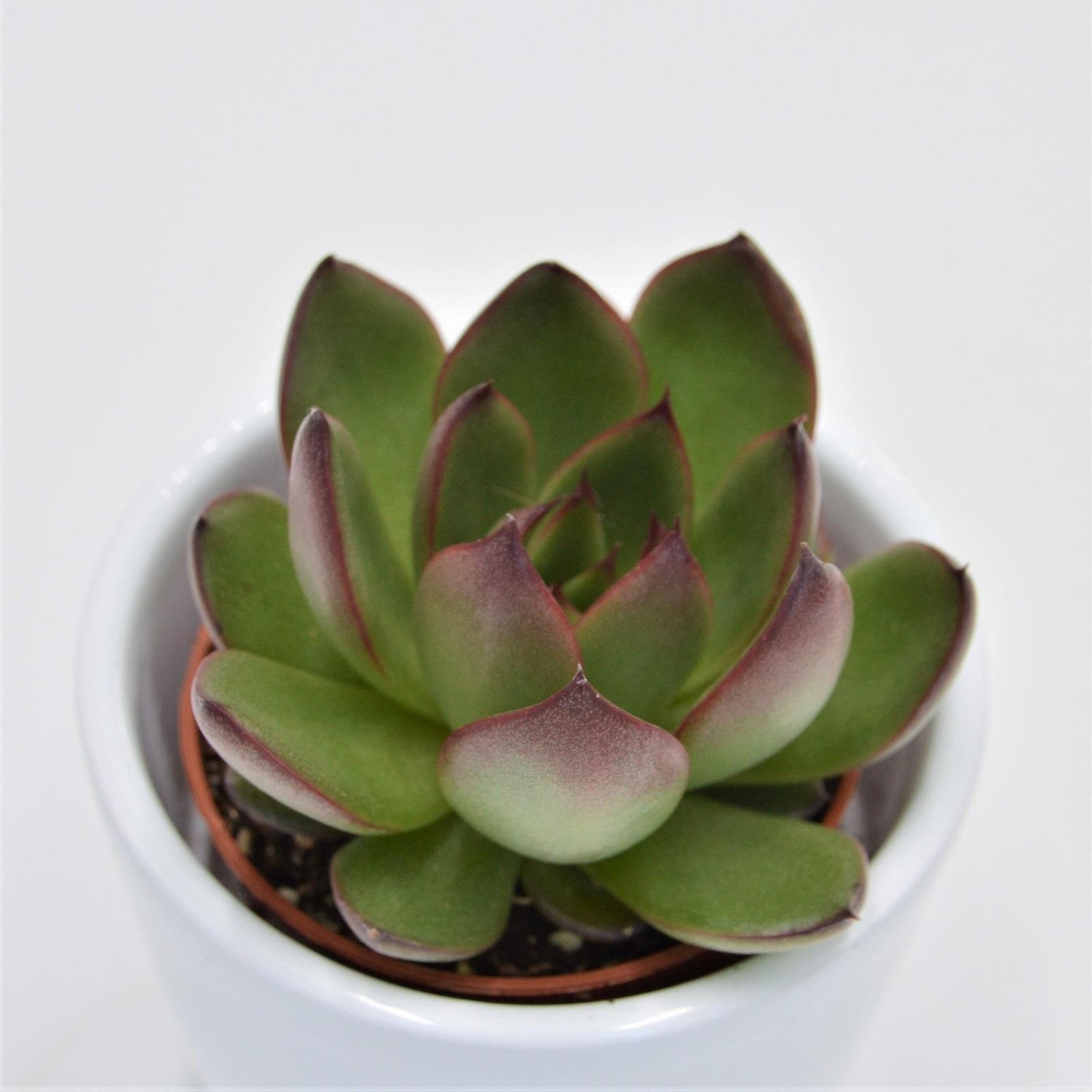 Echeveria Red Tip - 5,5cm