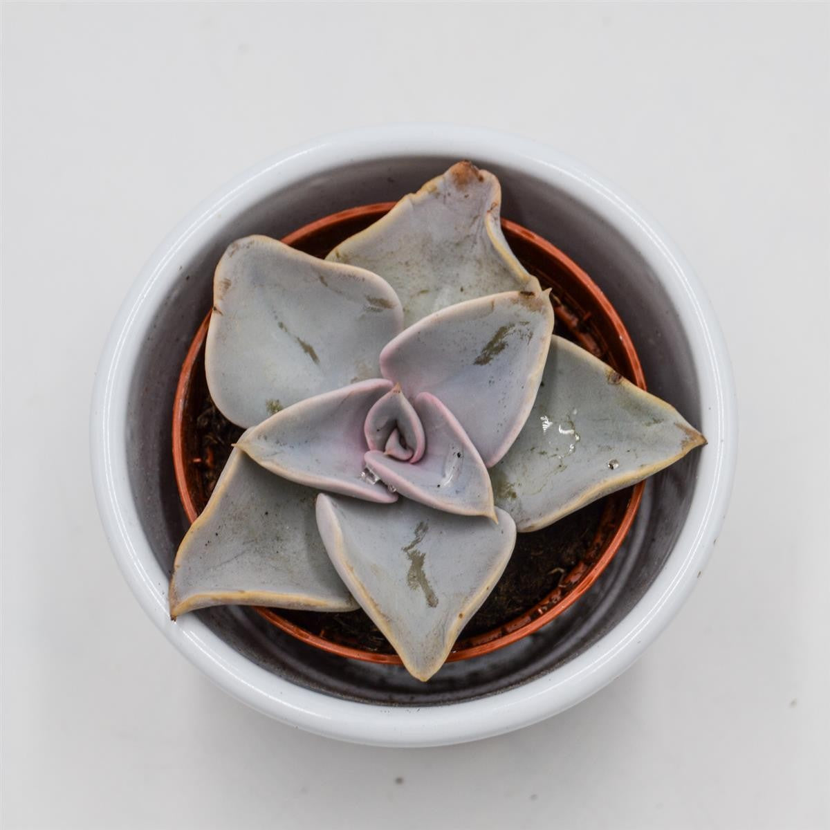 Echeveria rodolfi x botero - 5,5cm