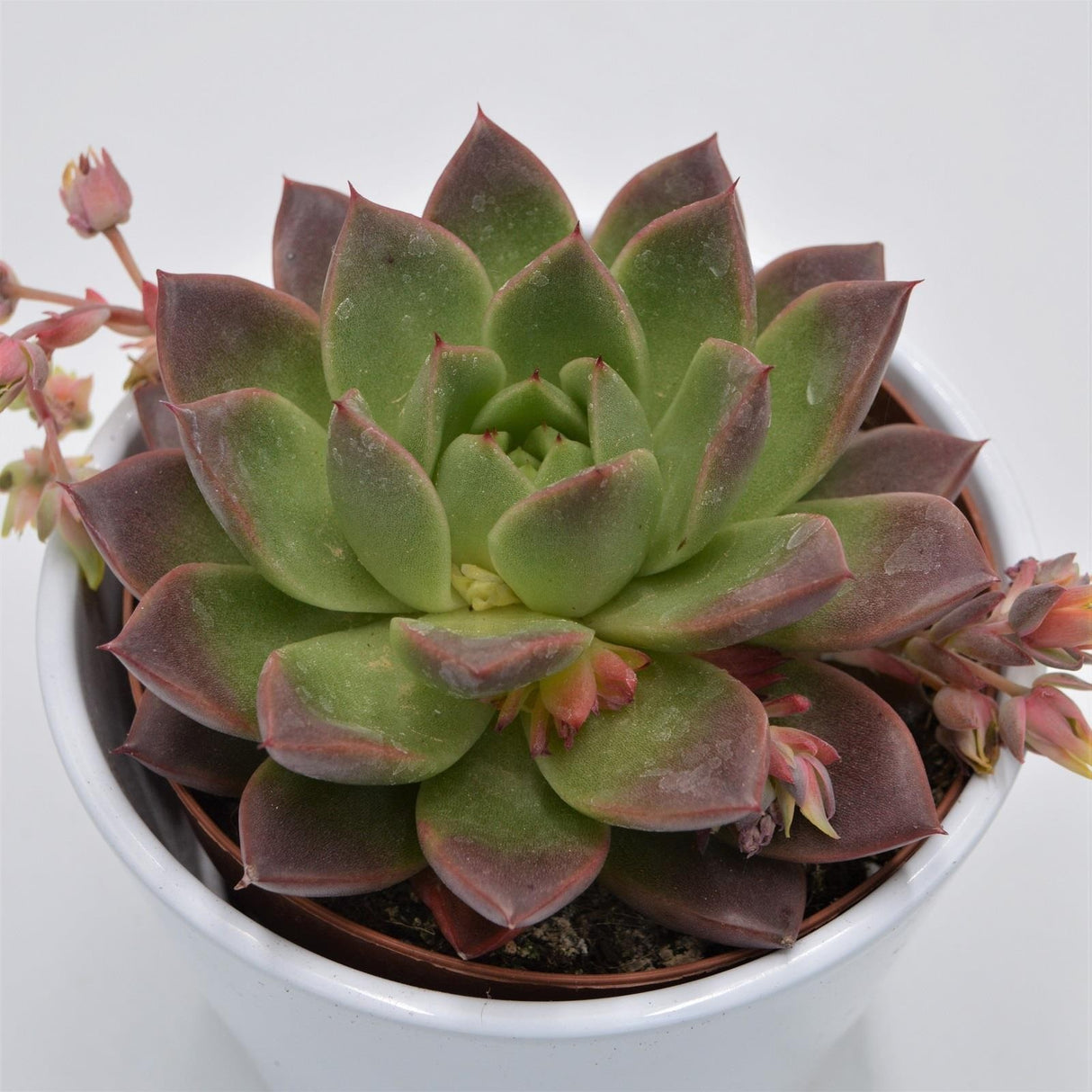 Echeveria Roja - 12cm