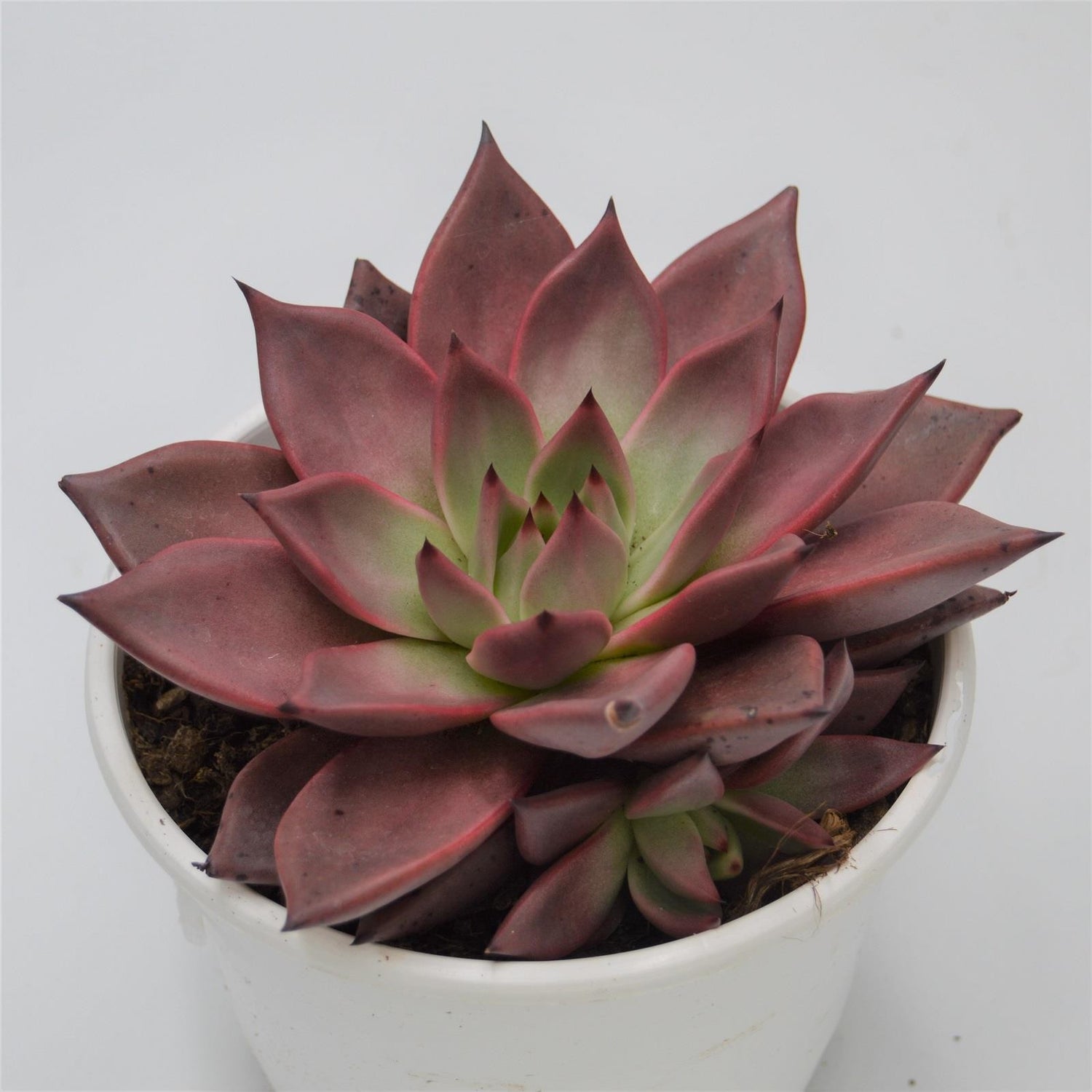 Echeveria agavoides Romeo - 17cm