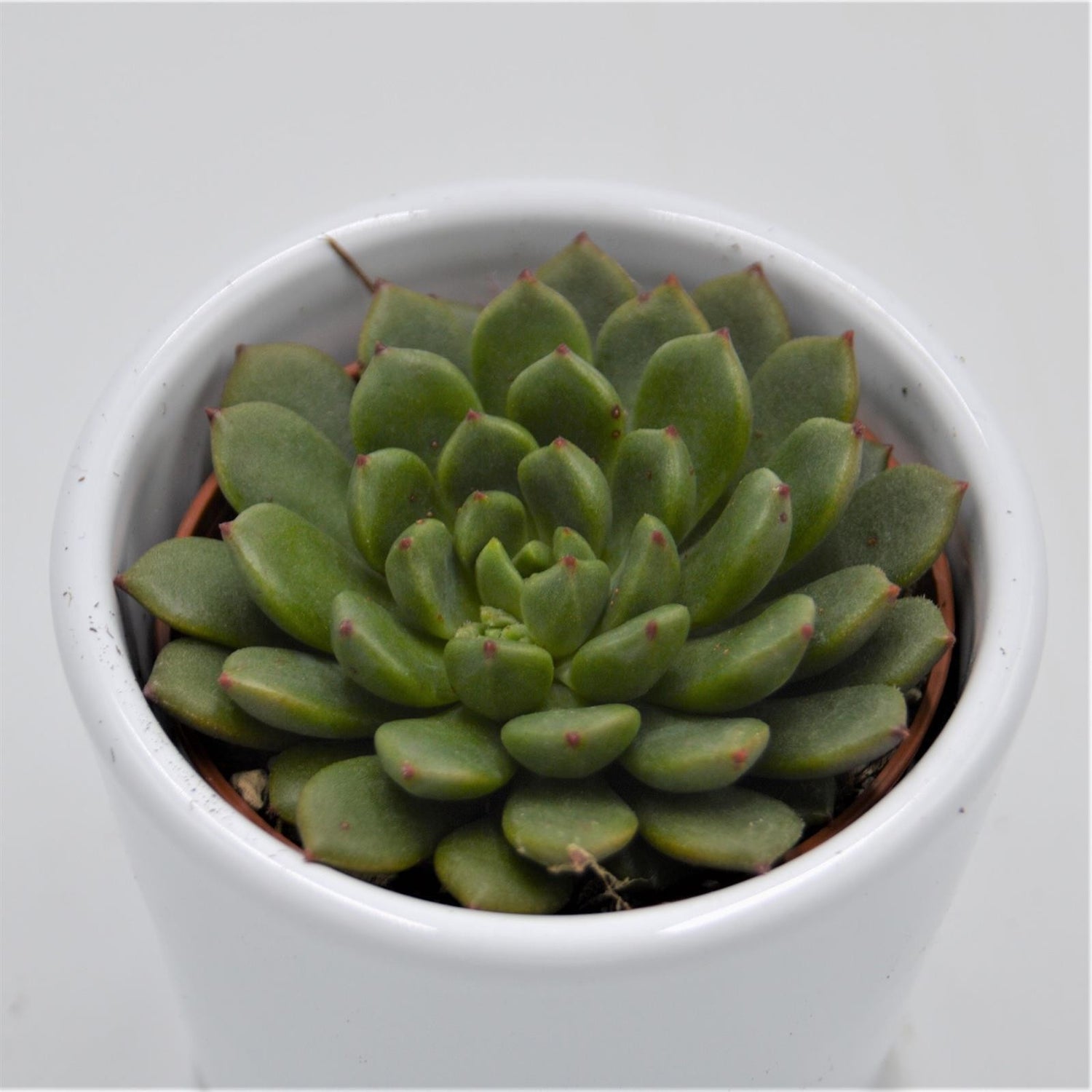 Echeveria Ron Evans - 6cm