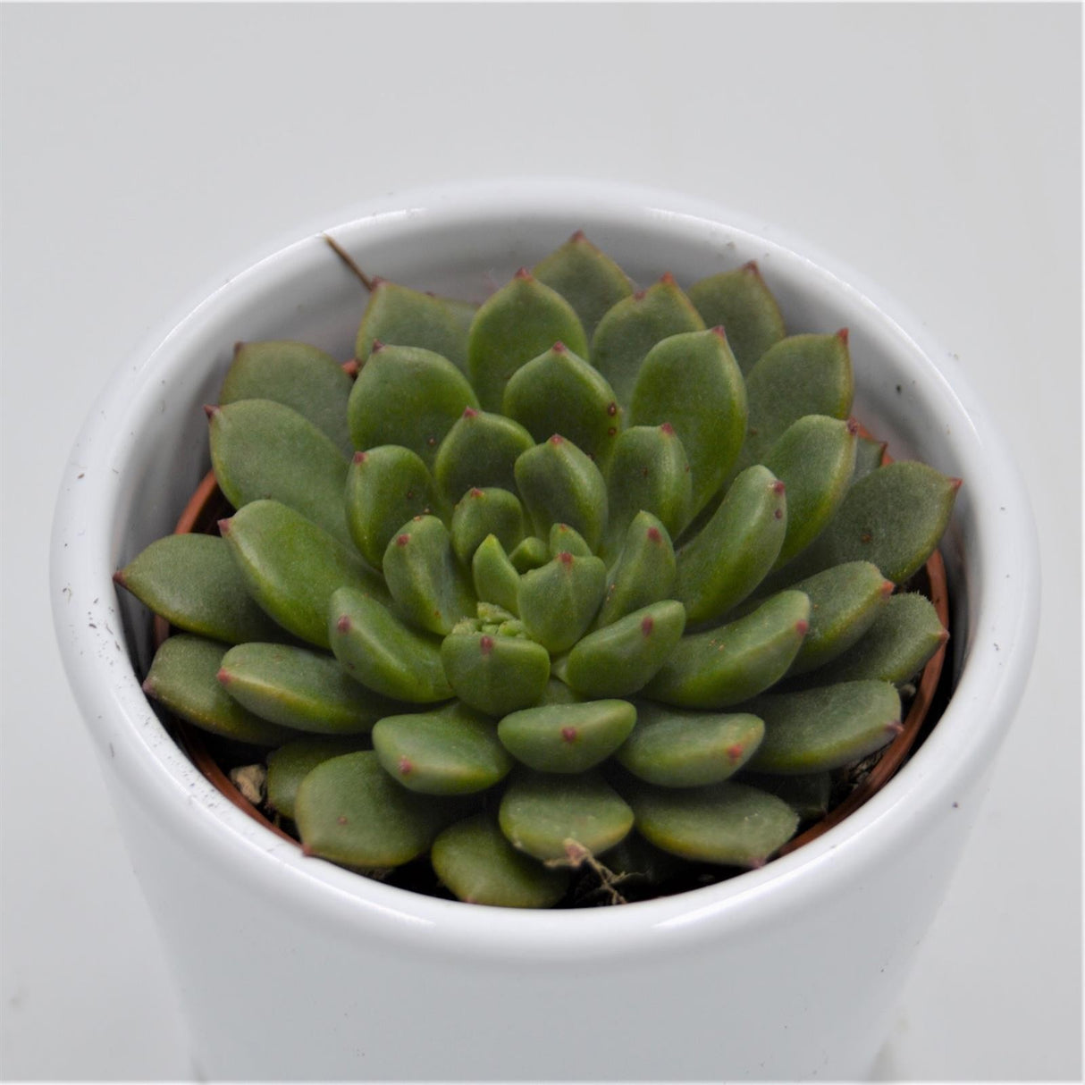 Echeveria Ron Evans - 6cm