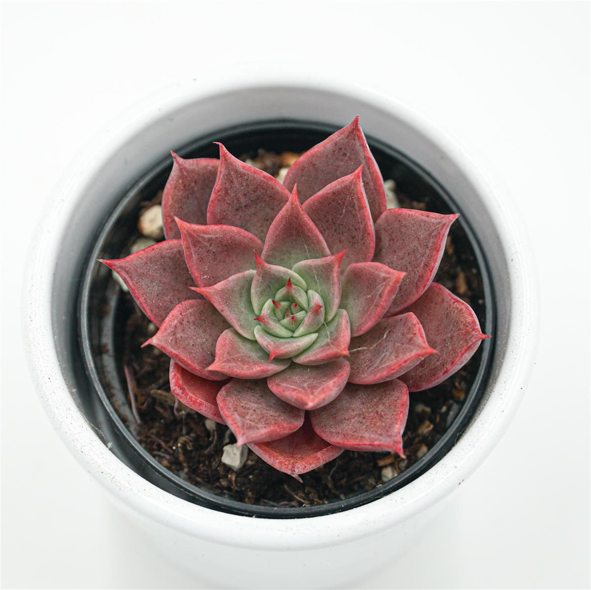 Echeveria rosacea - 6cm