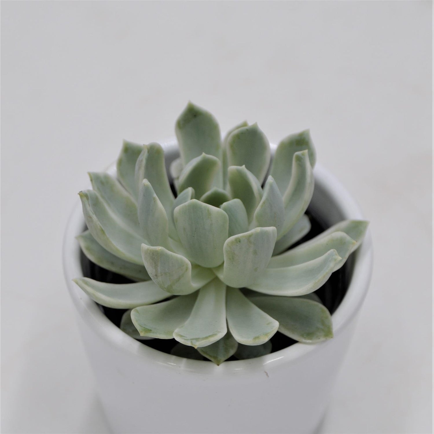 Echeveria Royal Chrysanthemum f. variegata - 6cm