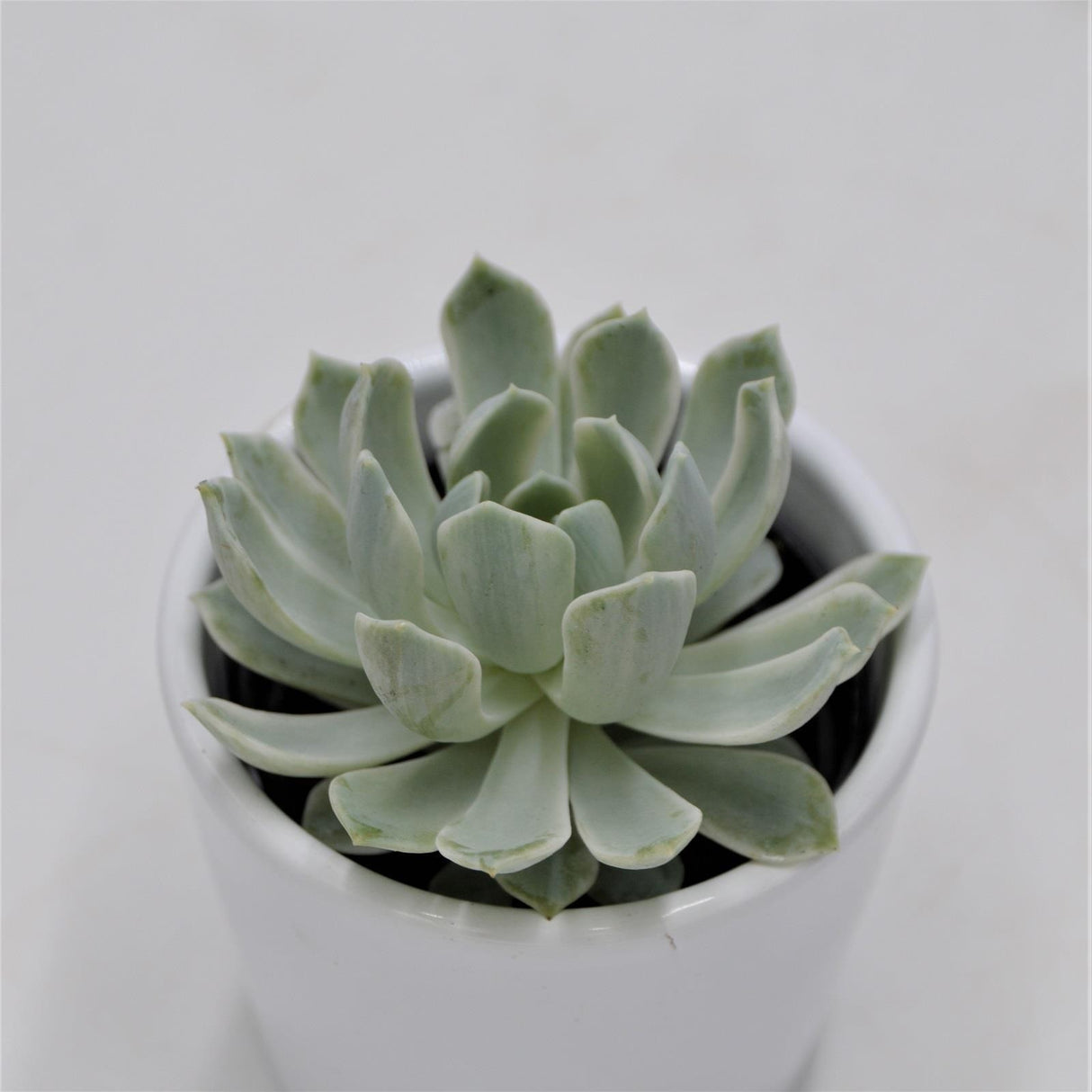 Echeveria Royal Chrysanthemum f. variegata - 6cm