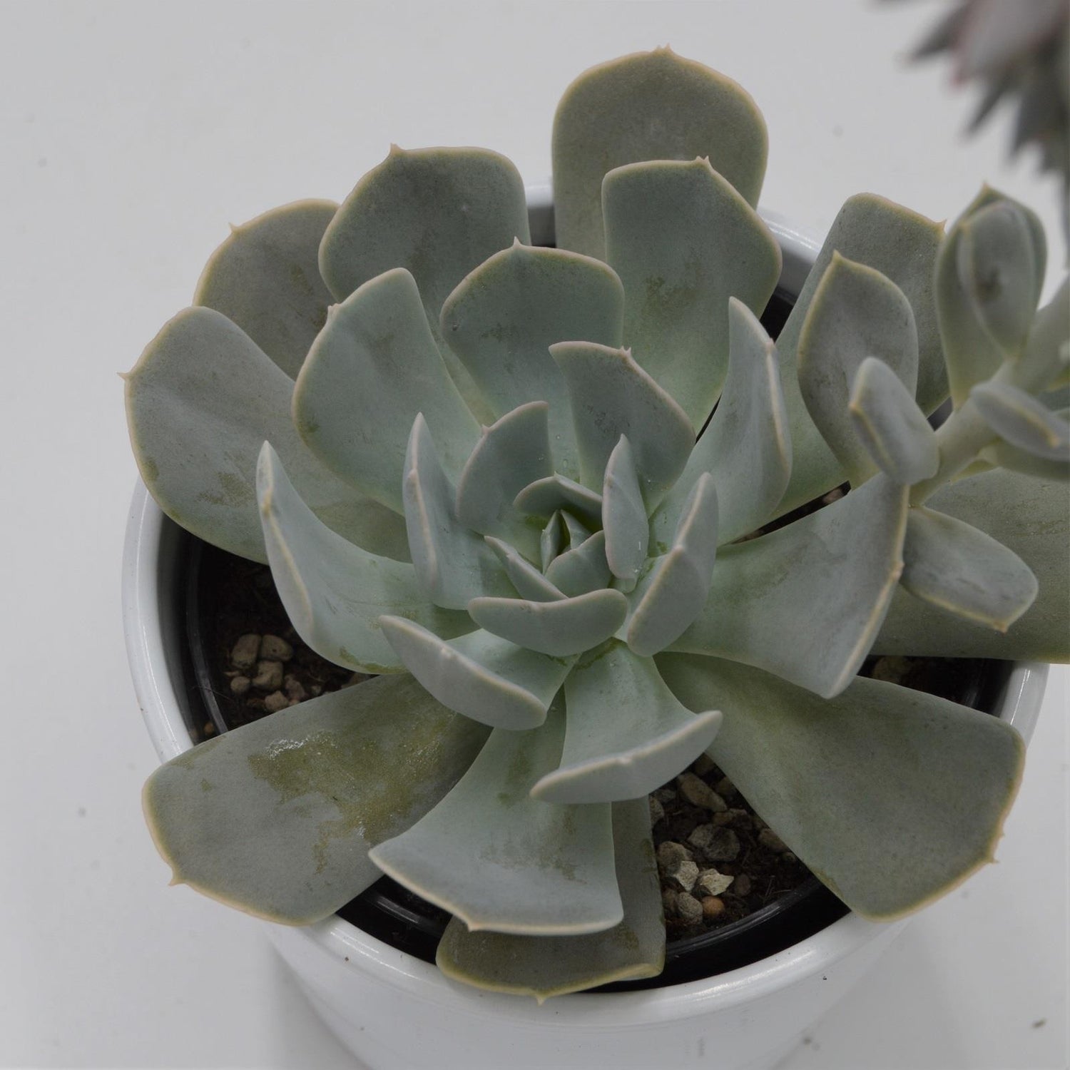 Echeveria runyonii - 12cm