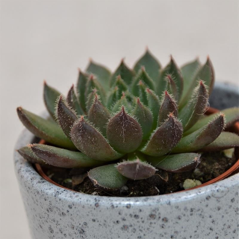 Echeveria Scorpio - 5,5cm