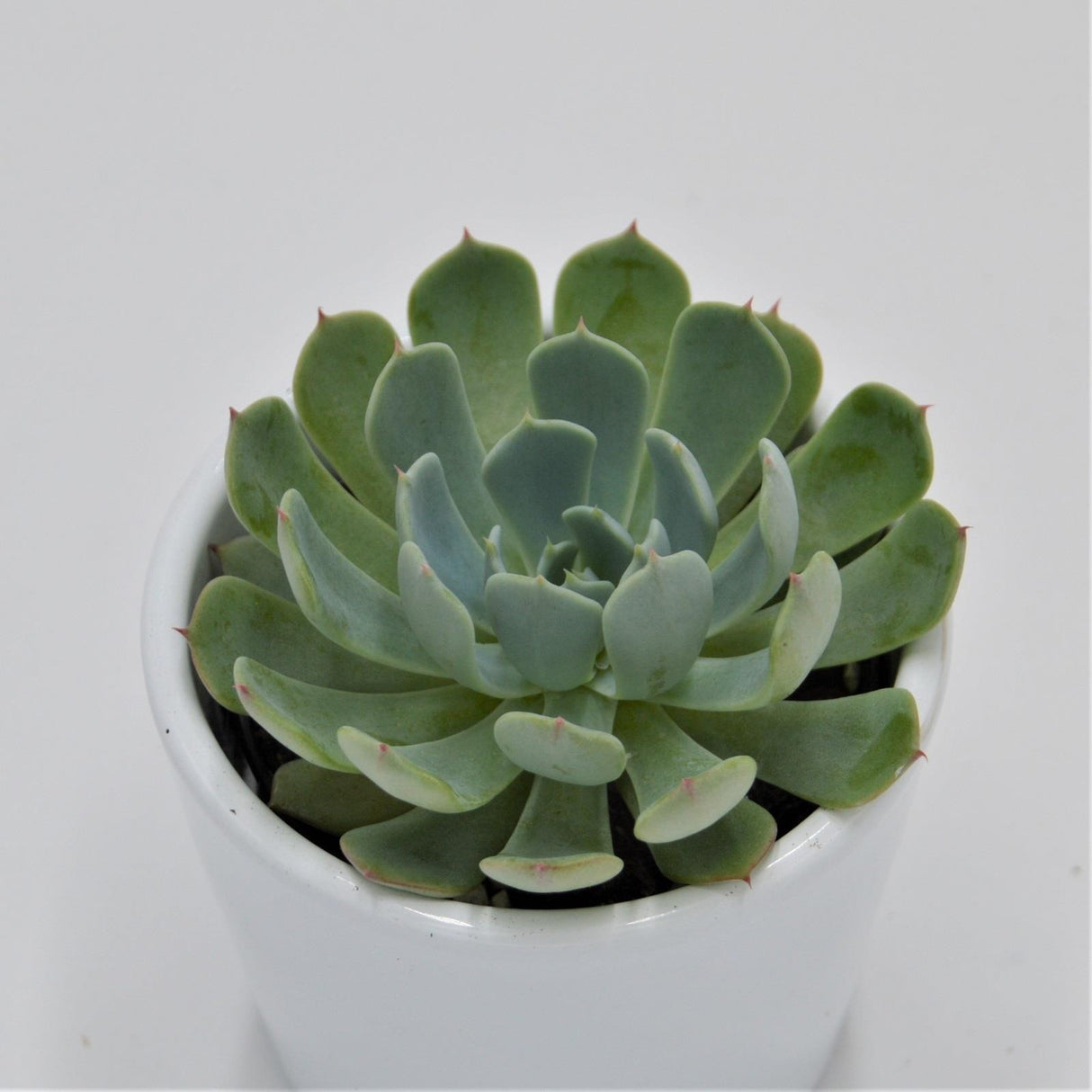 Echeveria secunda, El Chico - 6cm