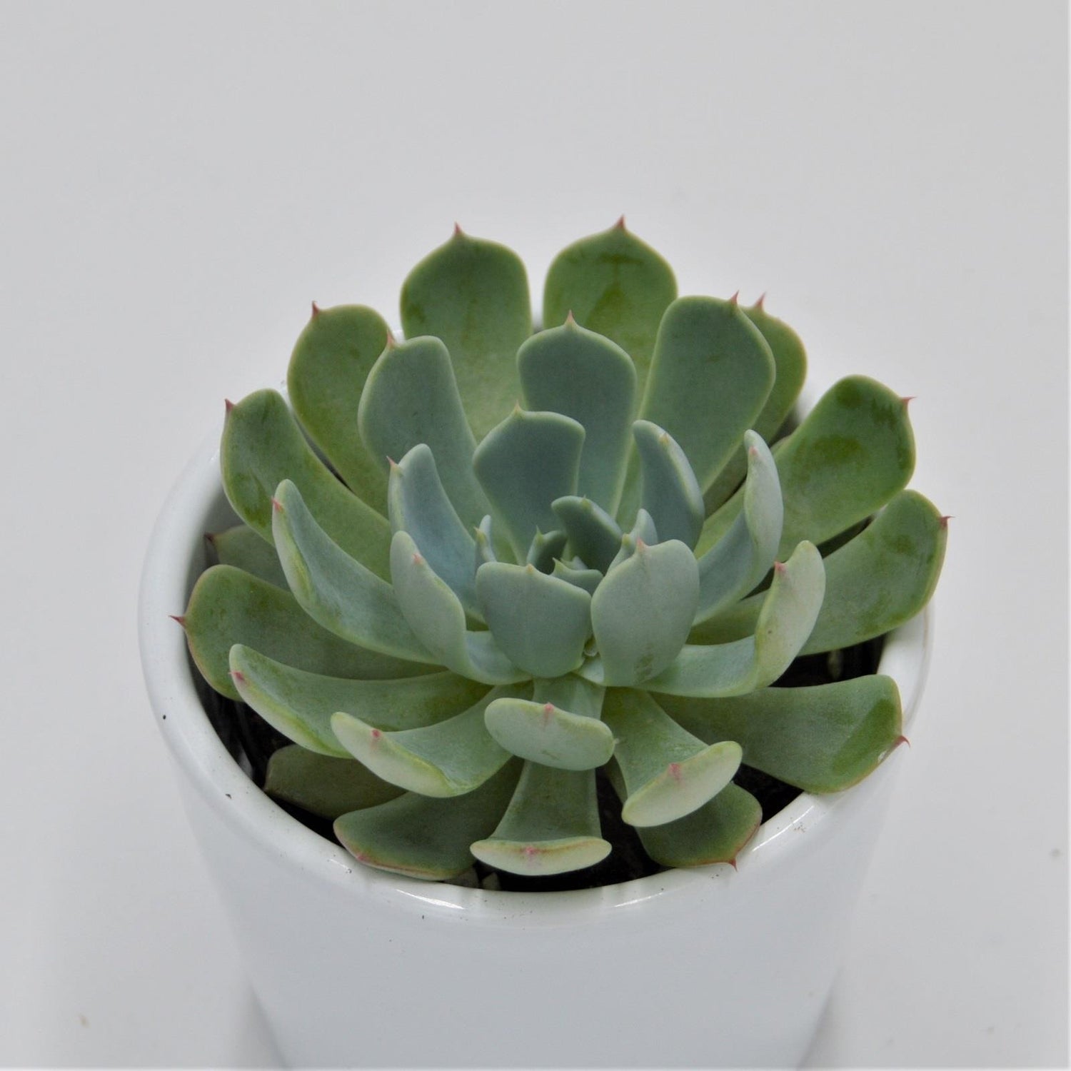 Echeveria secunda, El Chico - 6cm