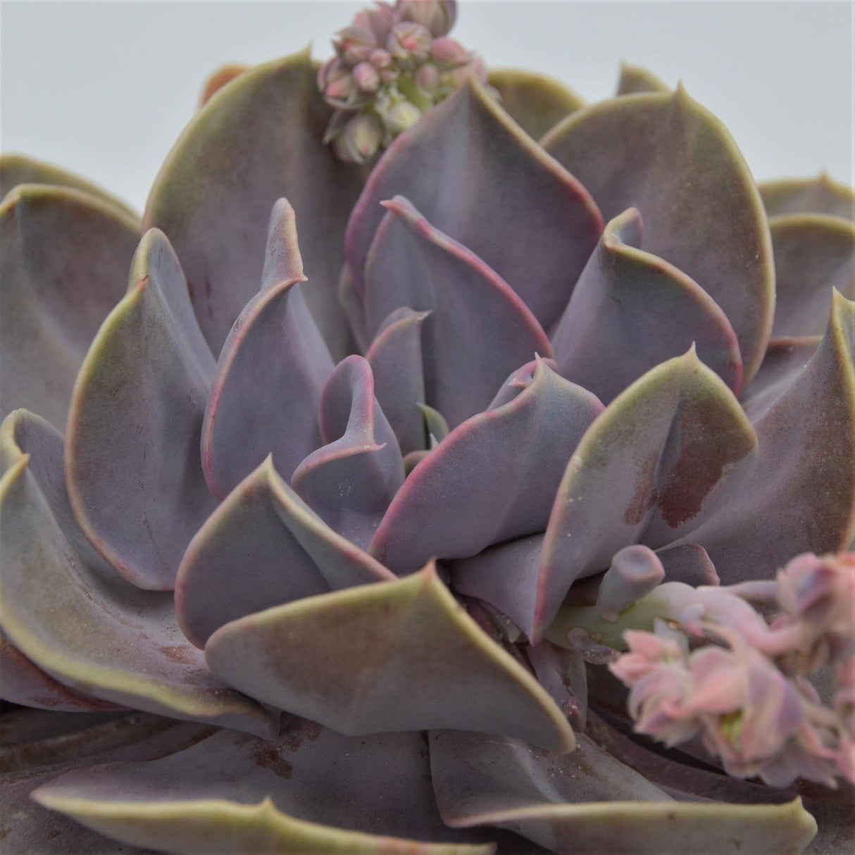 Echeveria Serena - 15cm