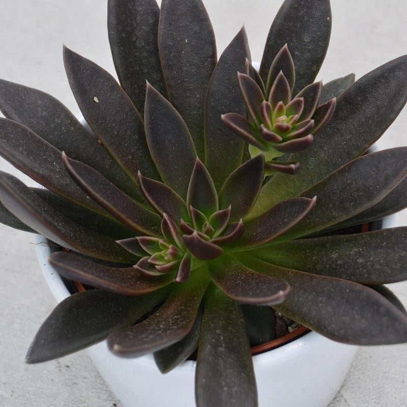 Echeveria Serrana - 10,5cm