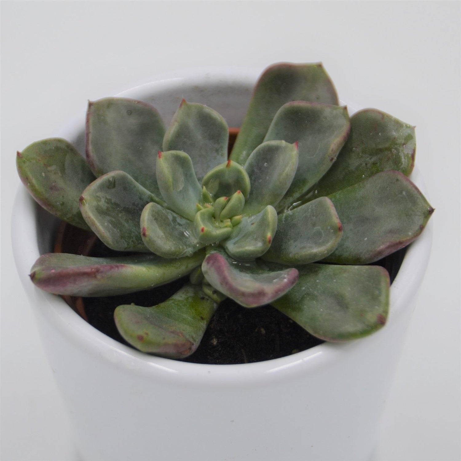 Echeveria setosa var. oteroi - 6cm