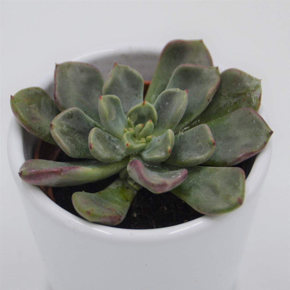 Echeveria setosa var. oteroi - 6cm