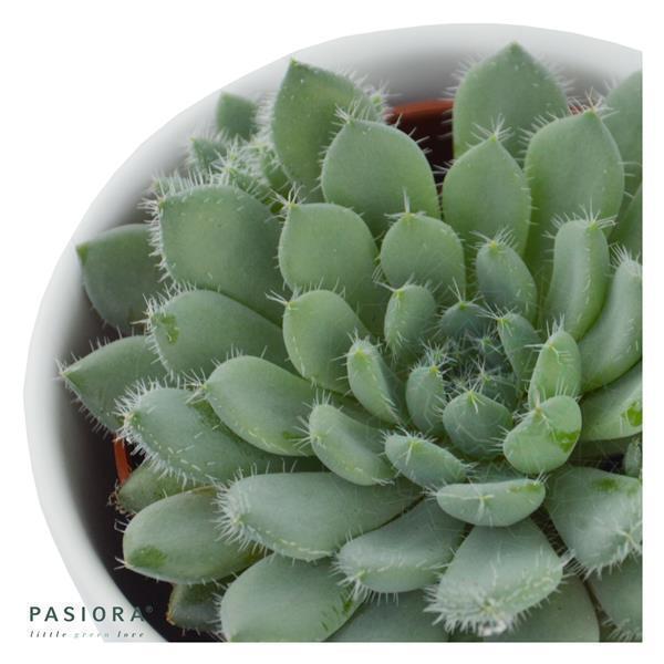 Echeveria setosa var. minor - 5,5cm