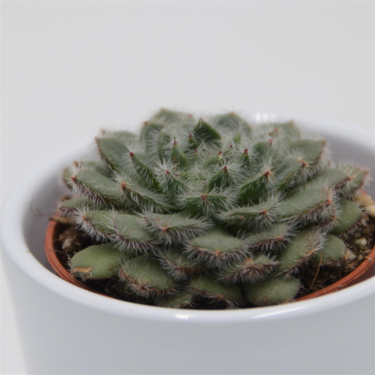 Echeveria setosa var. ciliata - 5,5cm