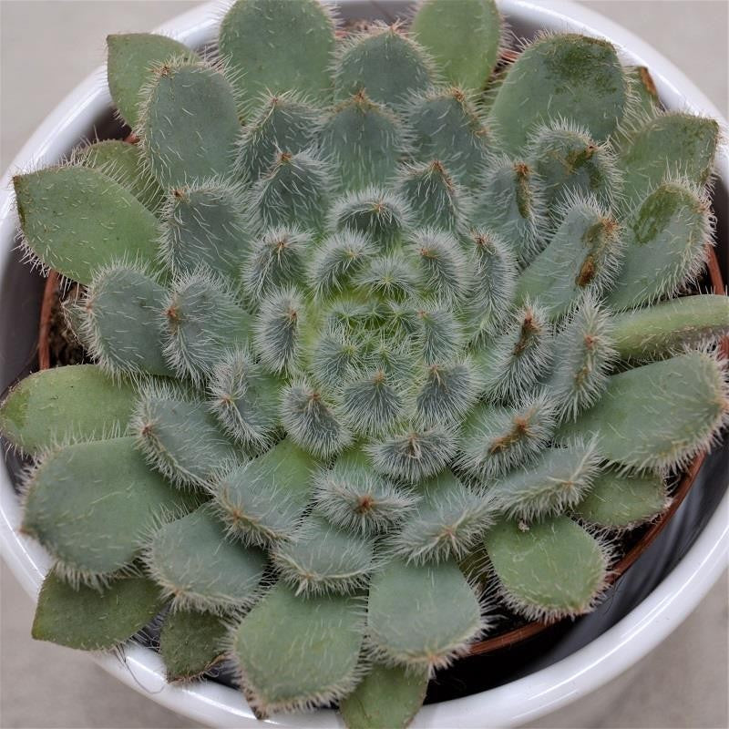 Echeveria setosa var. deminuta - 8,5cm