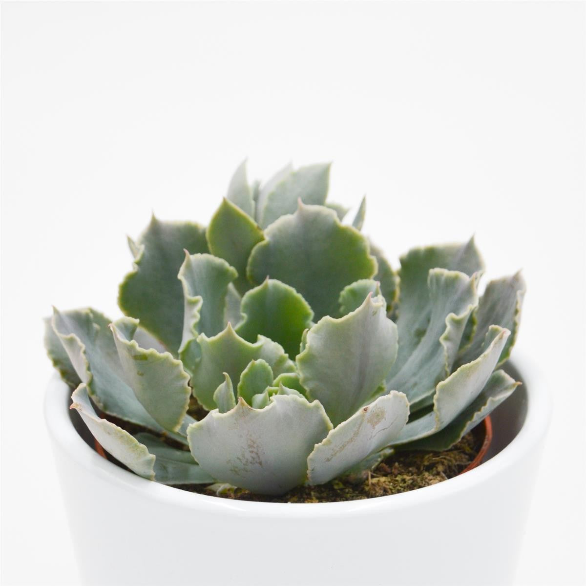 Echeveria shaviana - 9cm