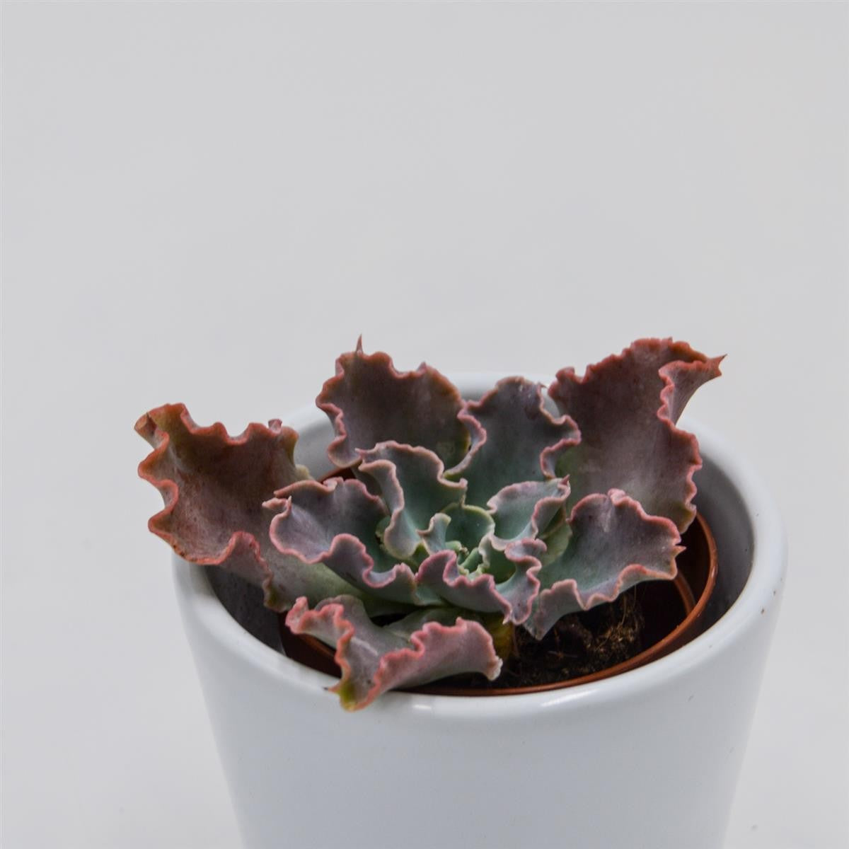 Echeveria shaviana Curly Locks - 5,5cm