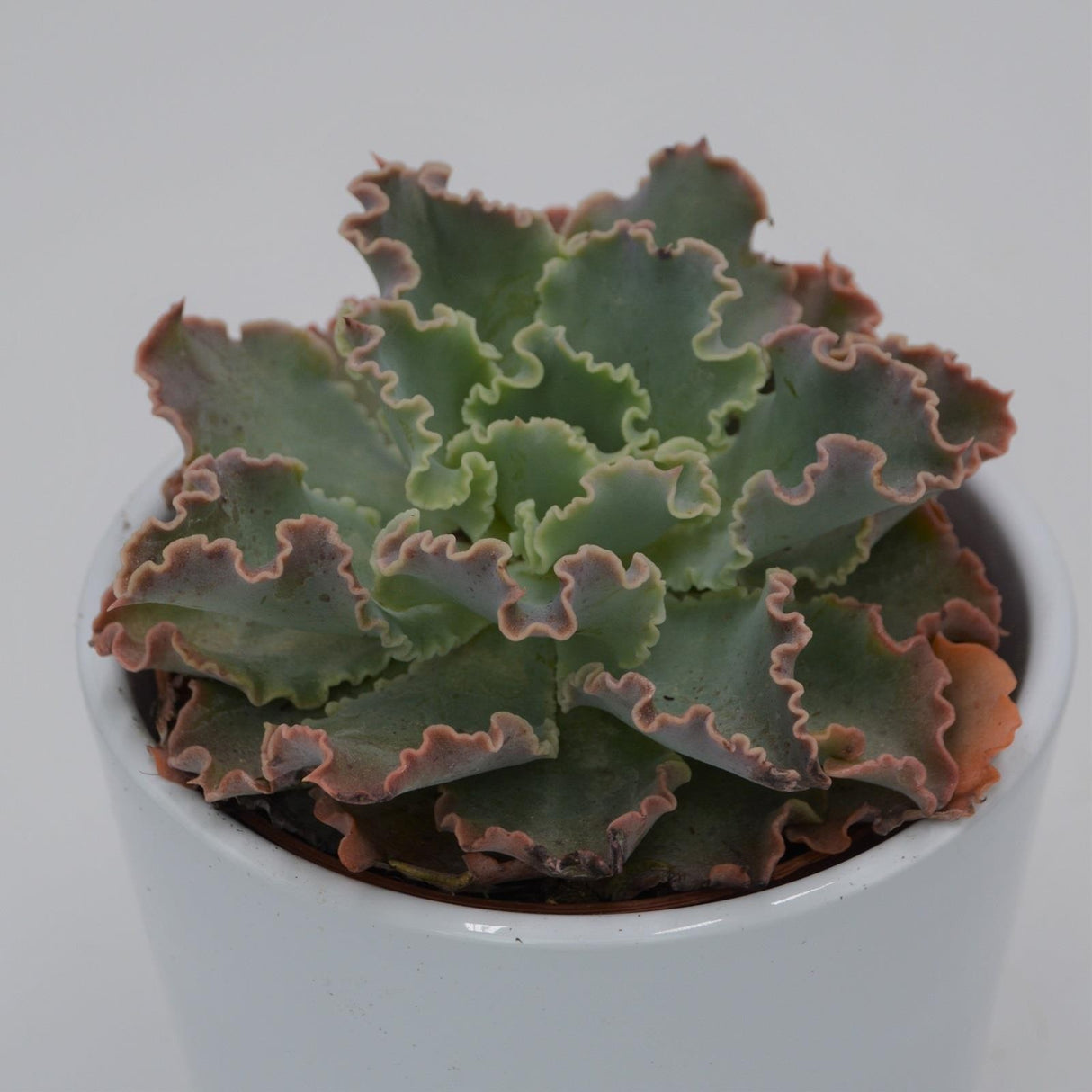 Echeveria shaviana Curly Locks - 8,5cm