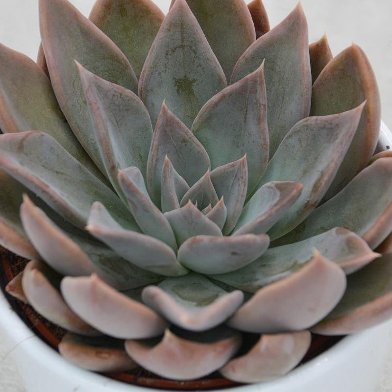 Echeveria Silver Queen - 10,5cm