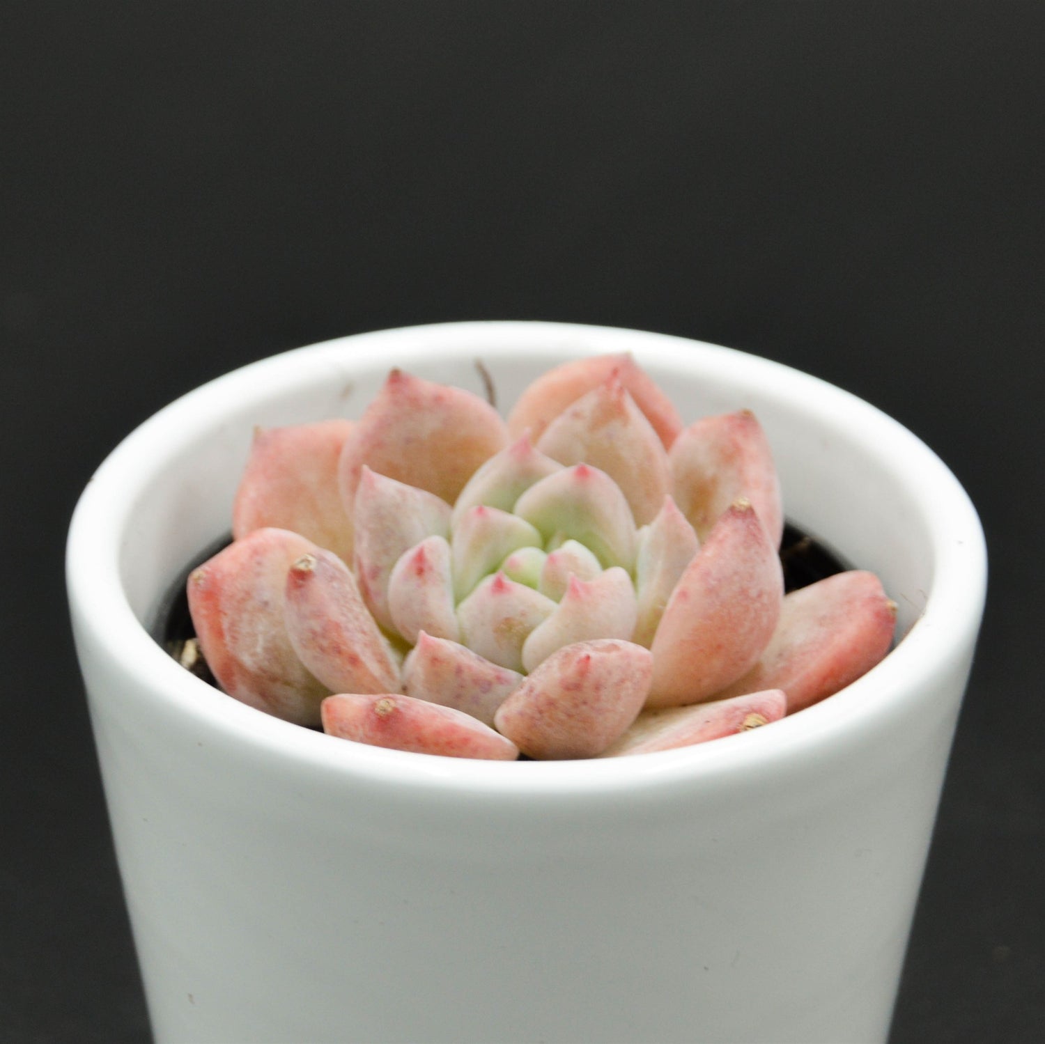 Echeveria Snow Melanie - 6cm
