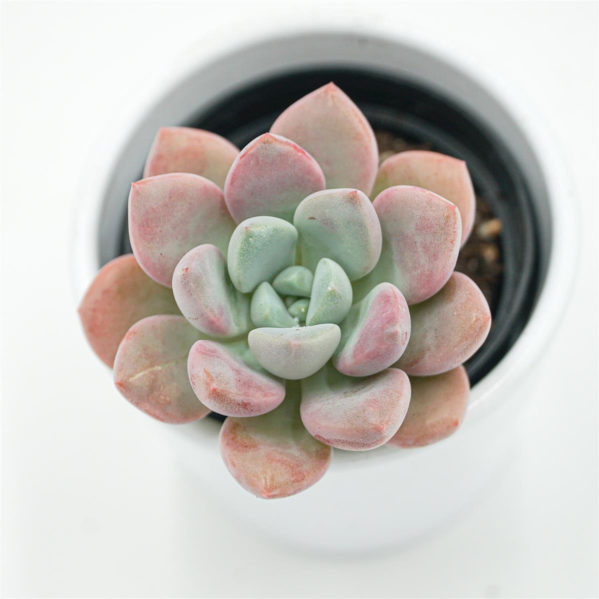 Echeveria Spotted Deer - 6cm