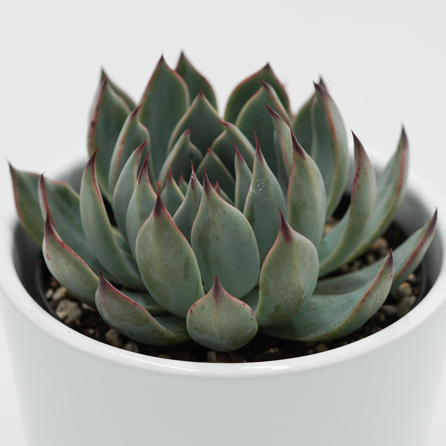 Echeveria subalpina - 9cm
