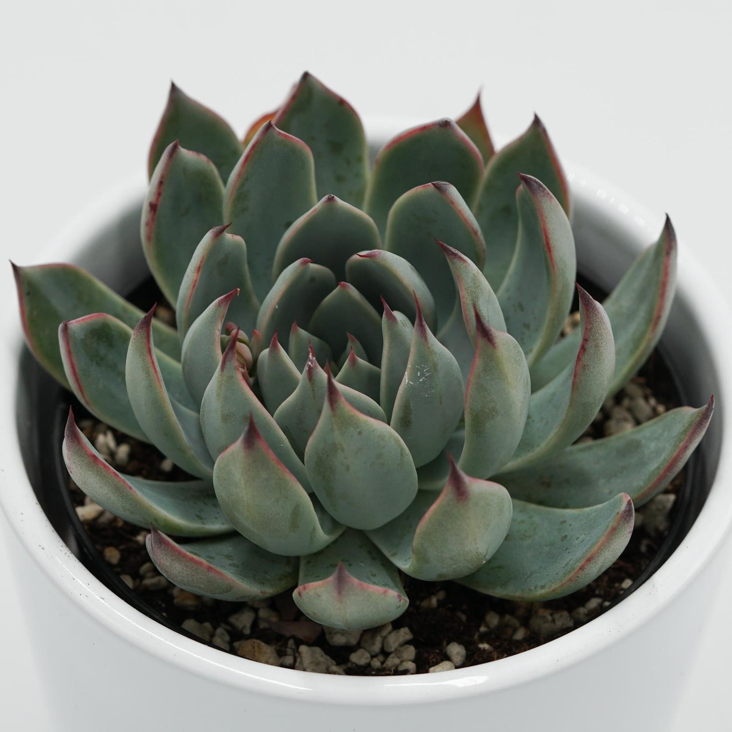 Echeveria subalpina - 9cm