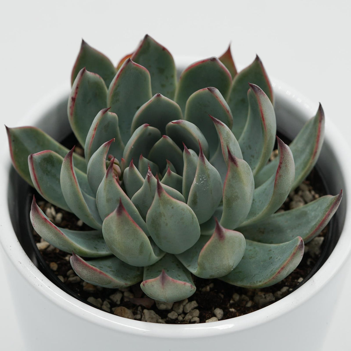 Echeveria subalpina - 9cm