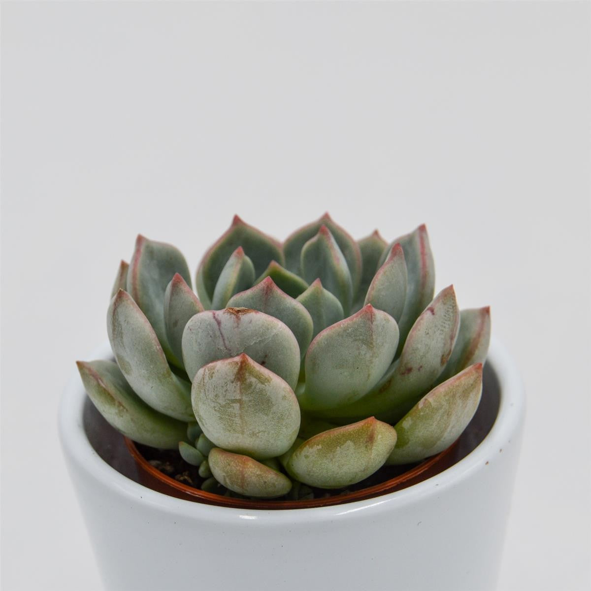 Echeveria Subcorymbosa Lau 026 - 5,5cm