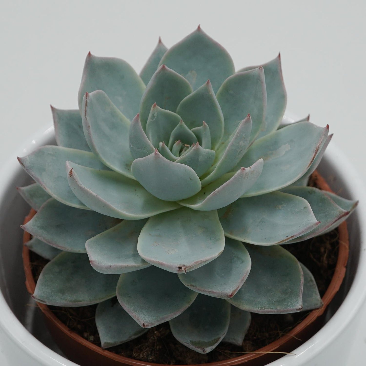 Echeveria subessilis - 8,5cm