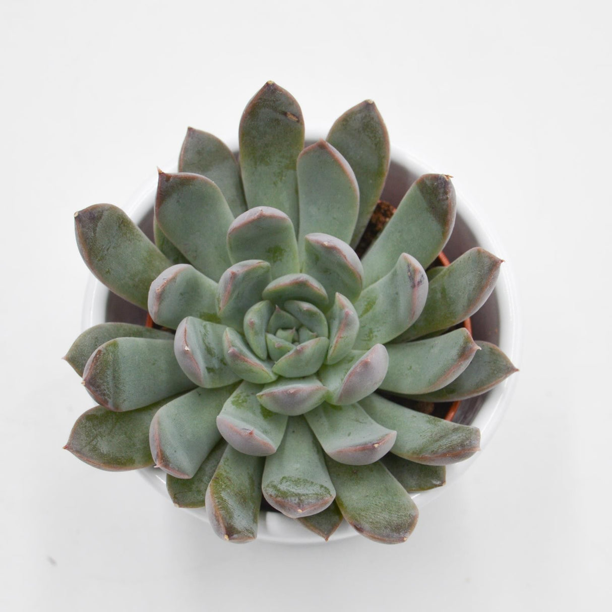 Echeveria Summer - 5,5cm