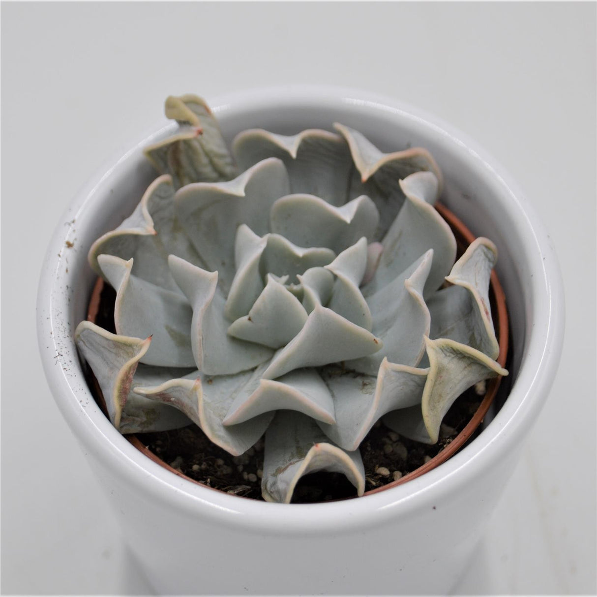 Echeveria Swan Lake - 6cm