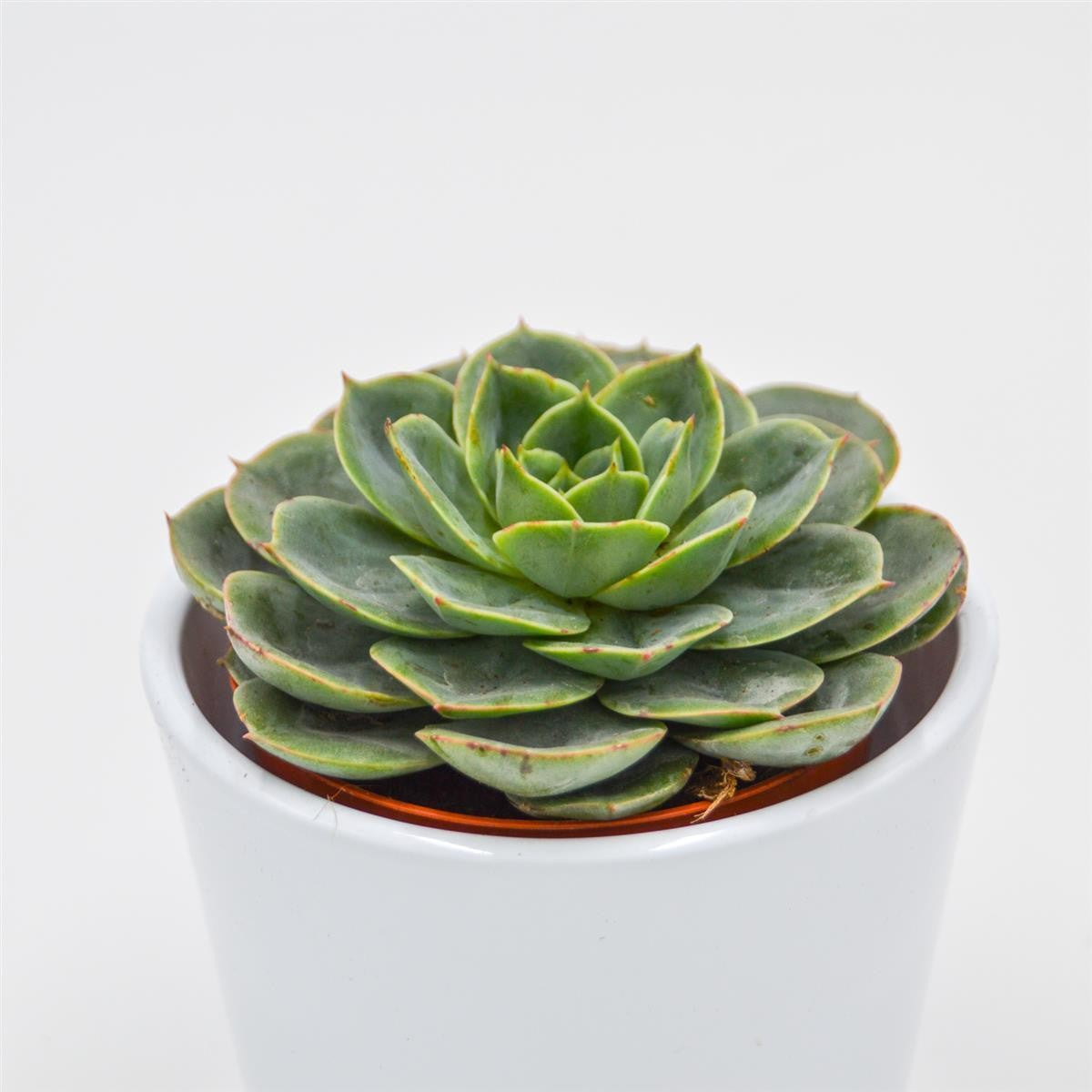 Echeveria Taco - 8,5cm