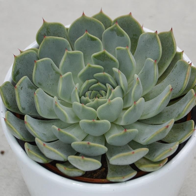 Echeveria texensis - 10,5cm