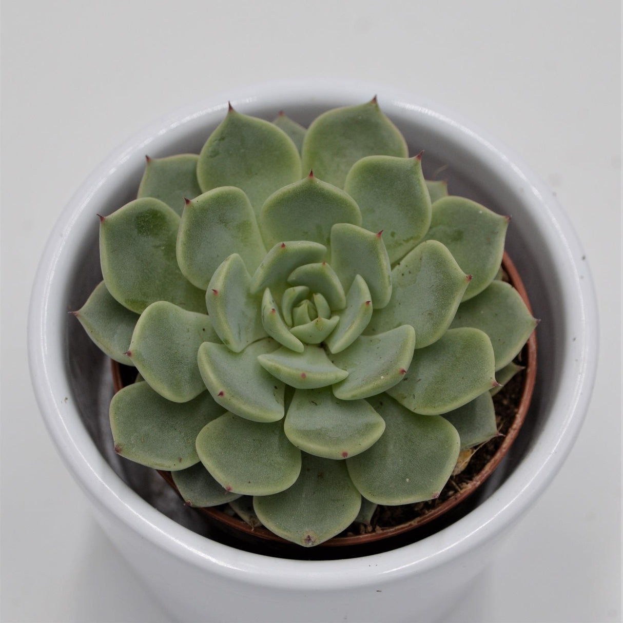 Echeveria texensis - 5,5cm