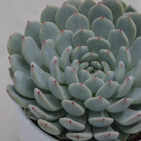 Echeveria Baena - 10,5cm