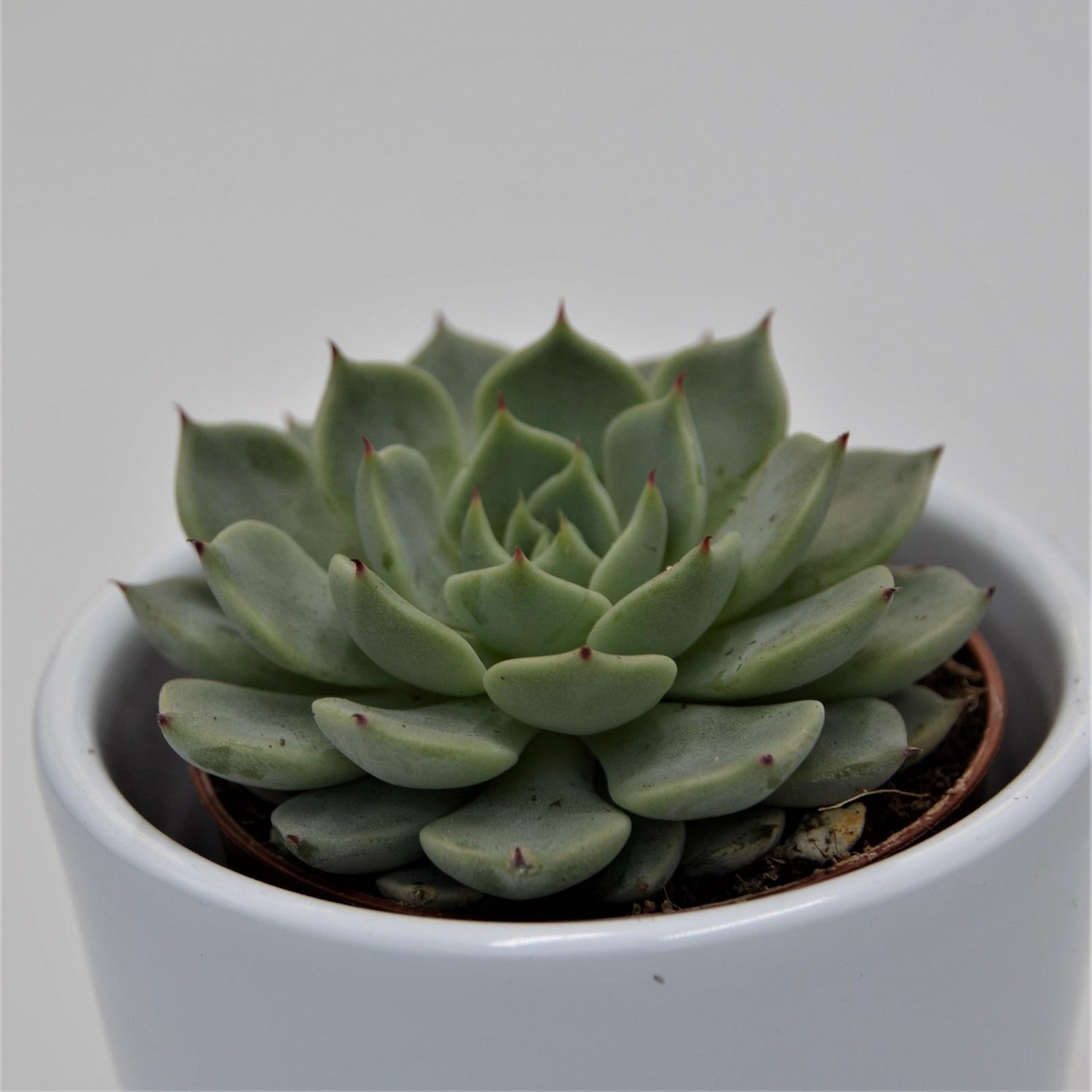 Echeveria texensis - 5,5cm