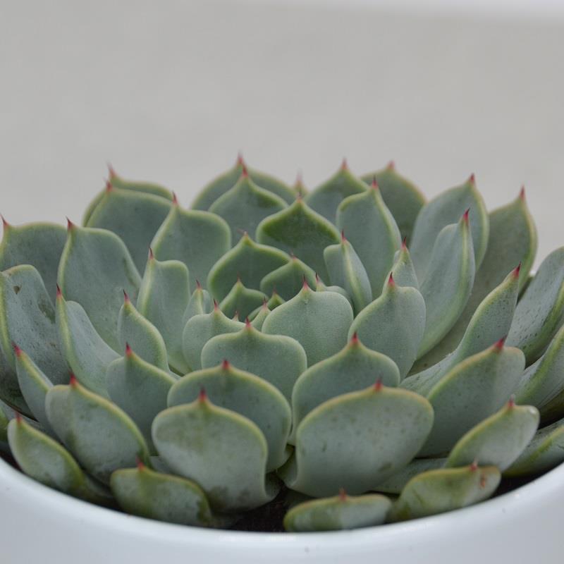 Echeveria texensis - 10,5cm