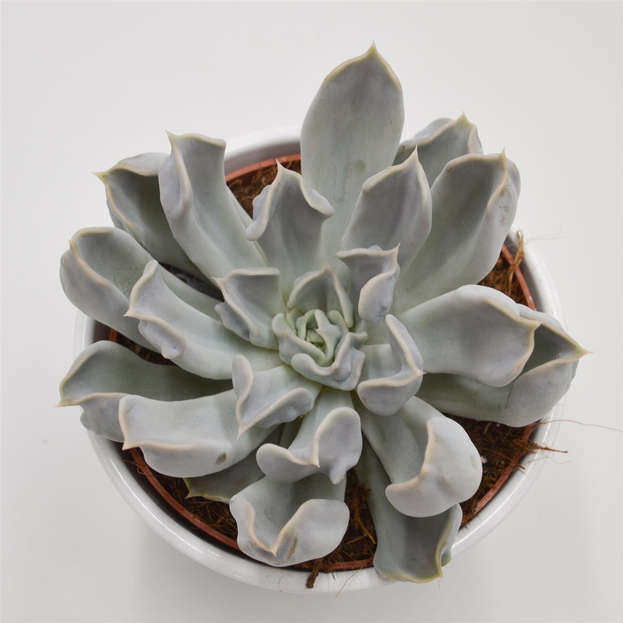 Echeveria Thriller Pearl - 12cm