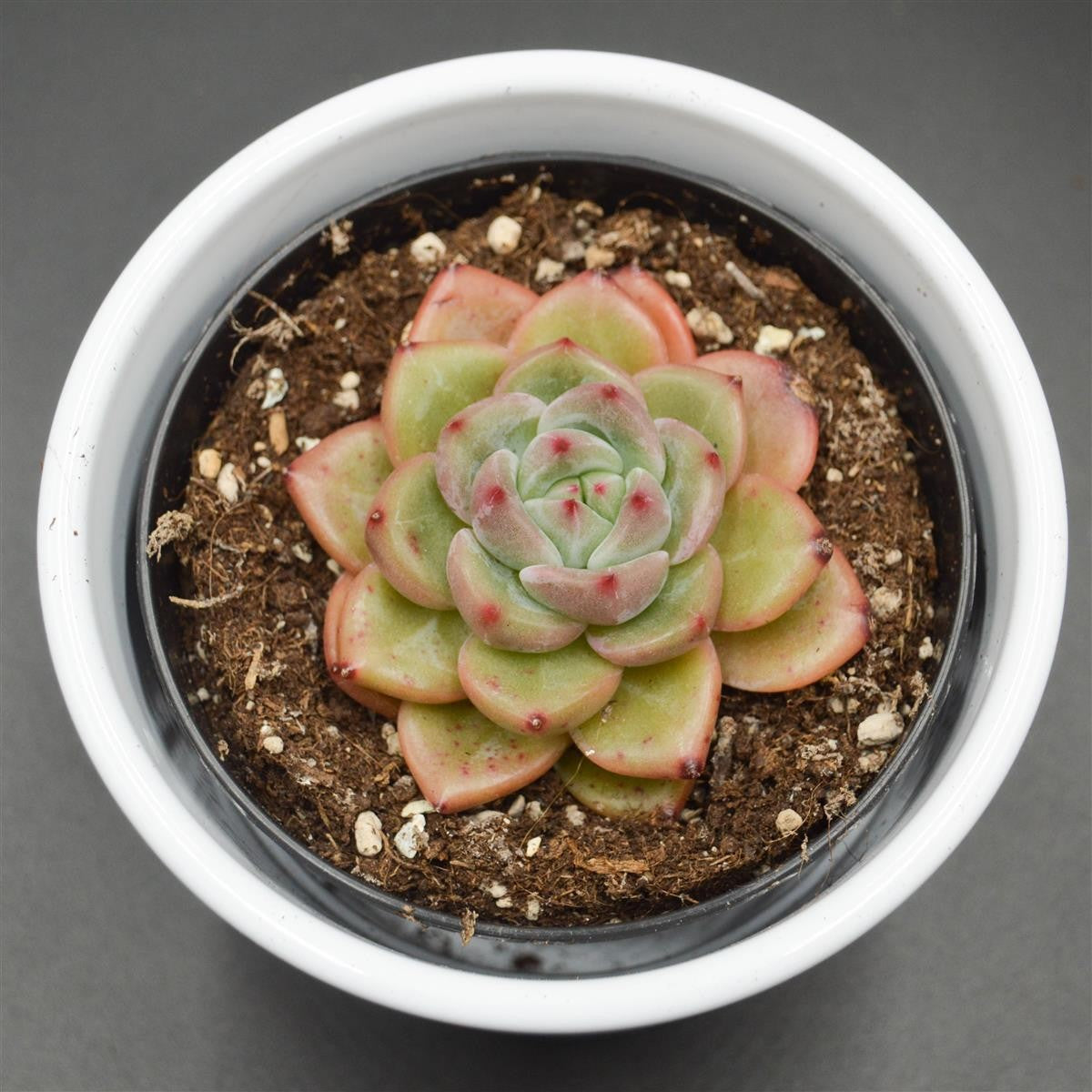 Echeveria Tiger Skin - 9cm