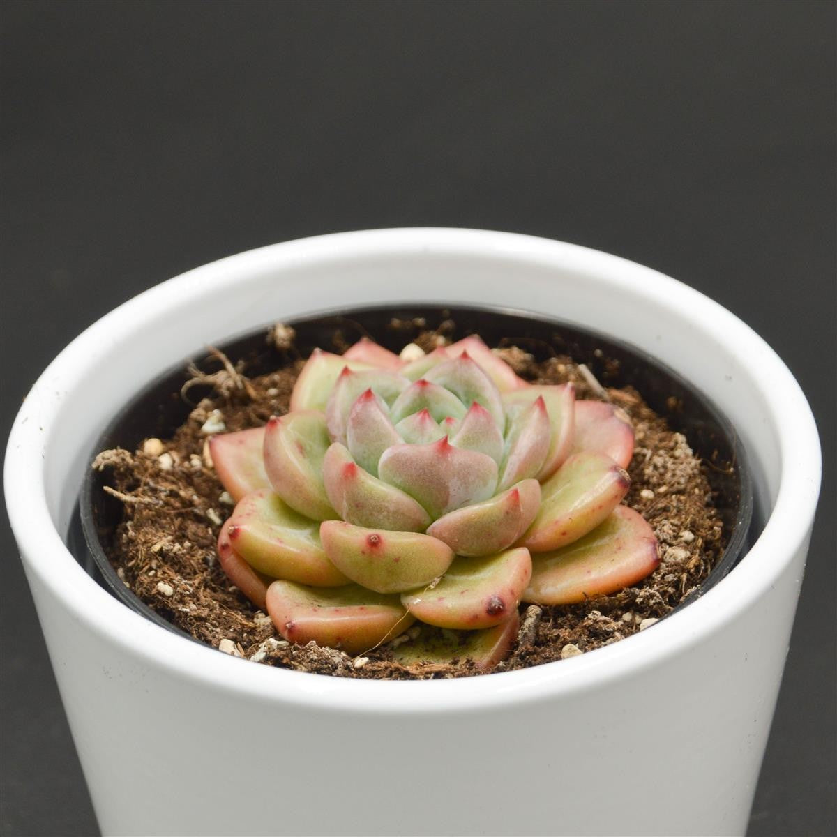 Echeveria Tiger Skin - 9cm