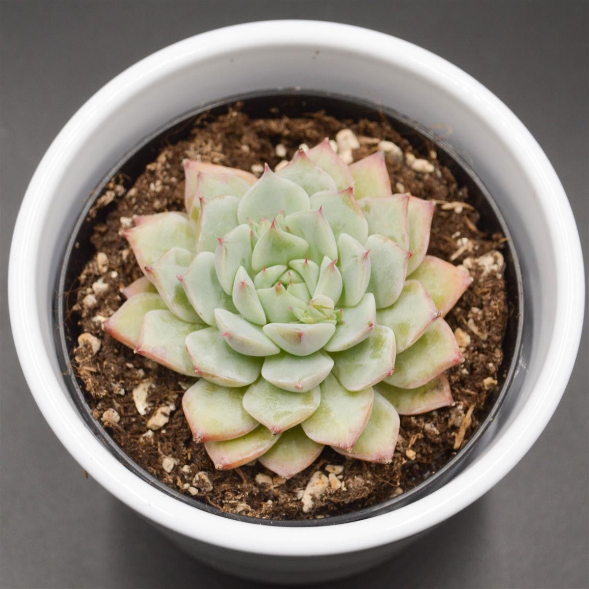 Echeveria Tippy - 6cm