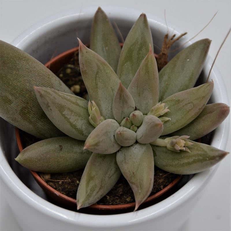 Echeveria tolimanensis - 5,5cm