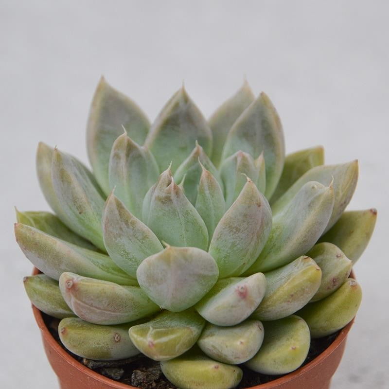 Echeveria tolimanensis - 5,5cm