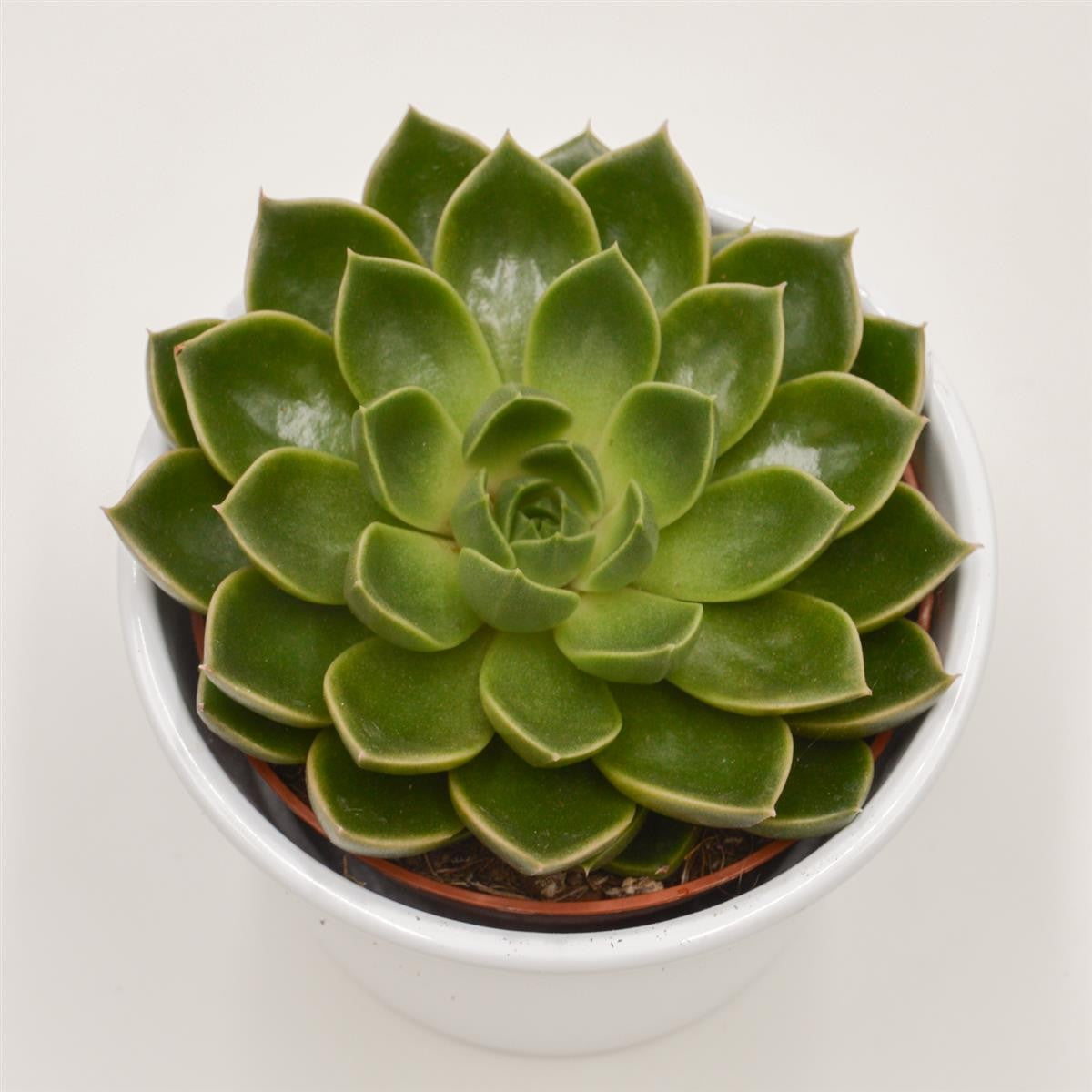 Echeveria Torro - 10,5cm