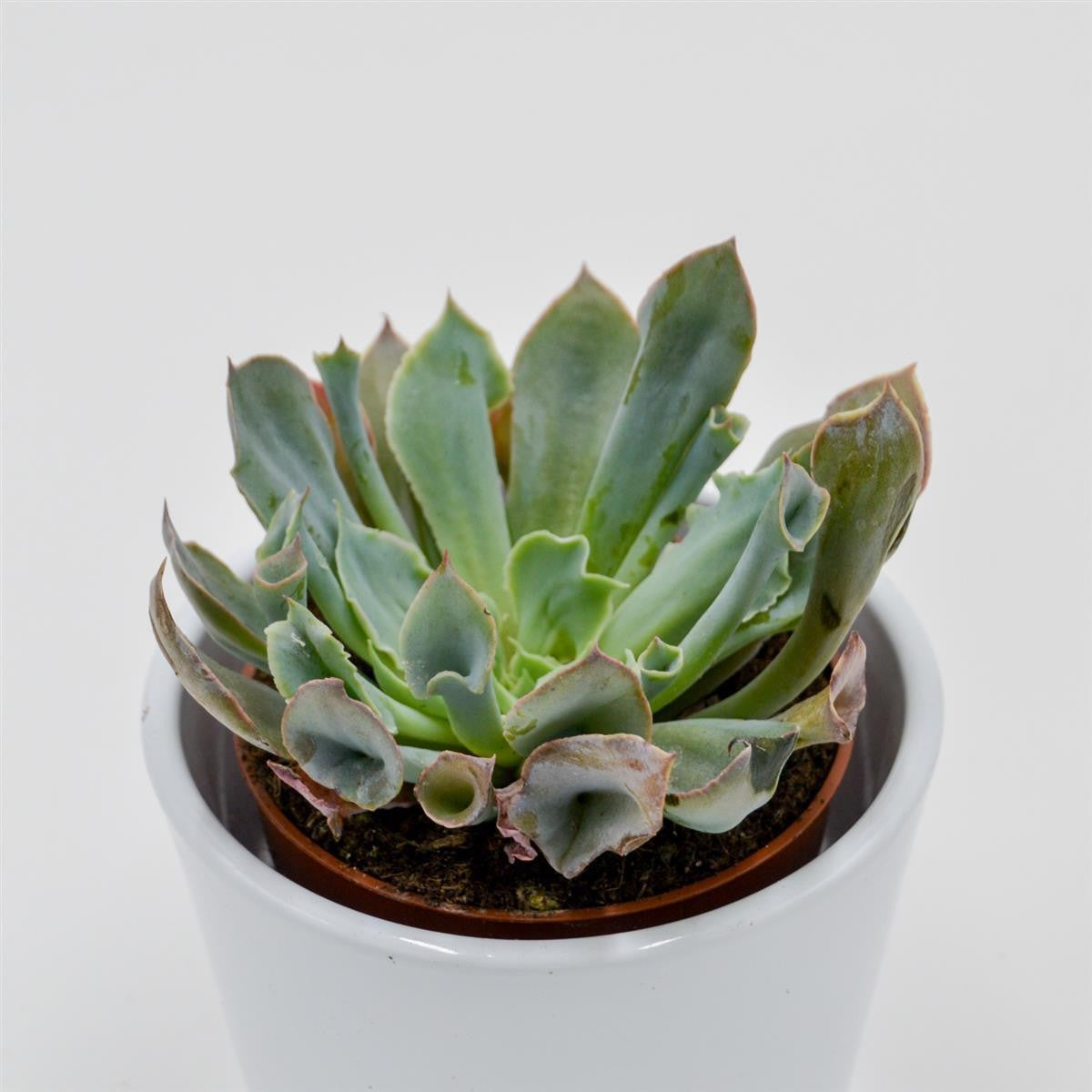 Echeveria Trumpet Pinky - 8,5cm