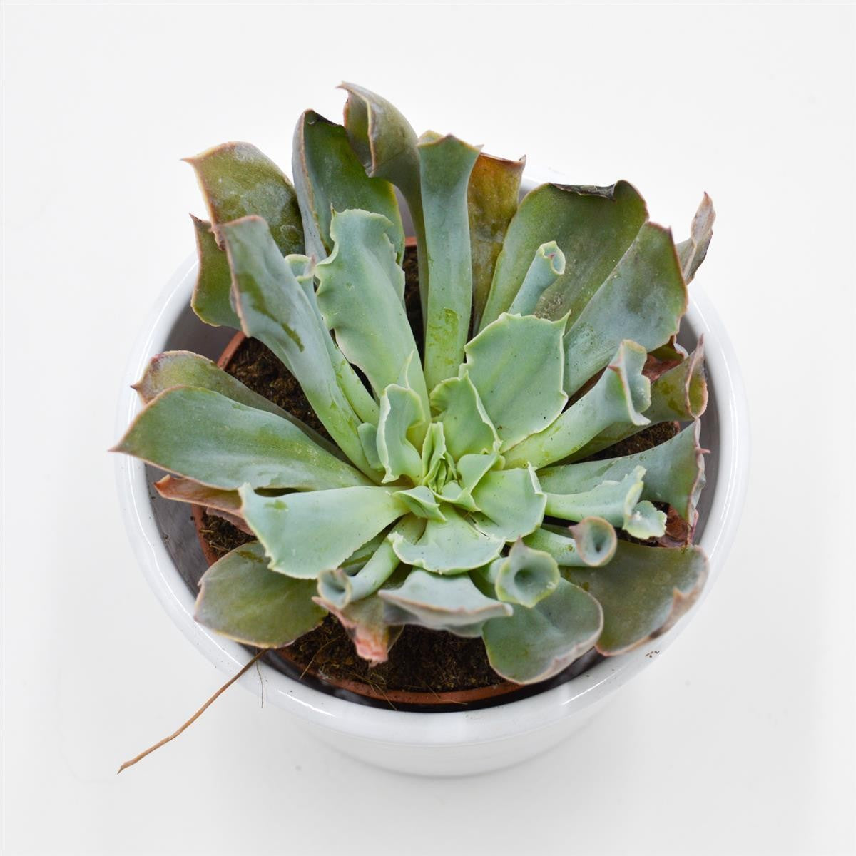 Echeveria Trumpet Pinky - 8,5cm