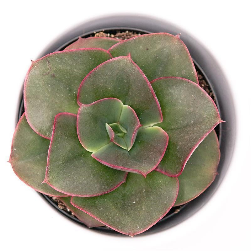 Echeveria Varaha - 9cm